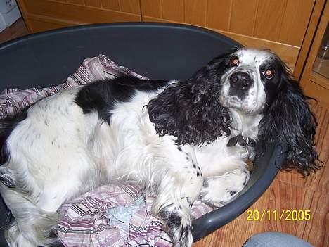 Cocker spaniel <3 Freja <3 - gider du klø mig på maven mette ? billede 2