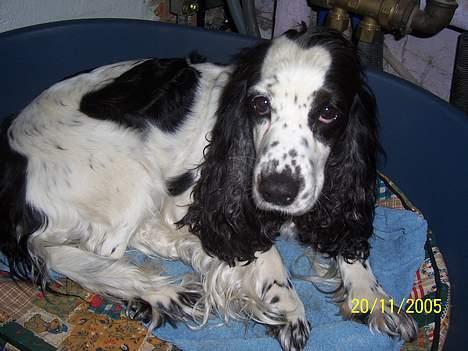 Cocker spaniel <3 Freja <3 - så ligger jeg her .. billede 4