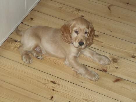 Cocker spaniel *William* Er aflivet !:( - William- næsten lige ankommet til sit nye hjem.. 10 uger! billede 1