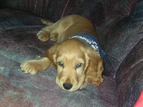 Cocker spaniel *William* Er aflivet !:( billede 2