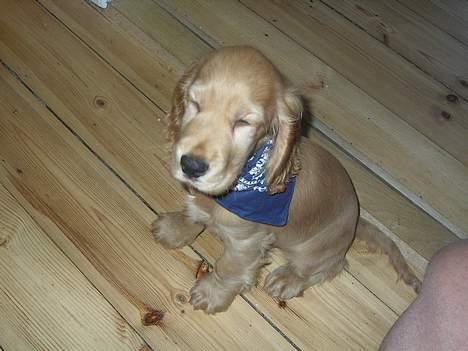 Cocker spaniel *William* Er aflivet !:( billede 3