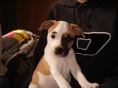 Amerikansk staffordshire terrier zindie - er jeg ikke sød samme dag som vi fik hende billede 1