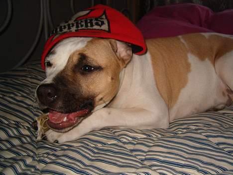 Amerikansk staffordshire terrier zindie - uhhh det her er livet billede 2