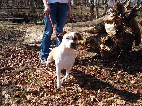 Amerikansk staffordshire terrier zindie - tur til skovsøen billede 3