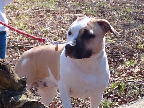 Amerikansk staffordshire terrier zindie - fotomodellen hehe billede 4