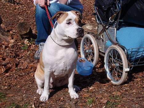 Amerikansk staffordshire terrier zindie - osse tur til skovsøen billede 5