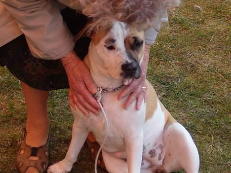 Amerikansk staffordshire terrier zindie - nusset af naboen sååå dejligt billede 6