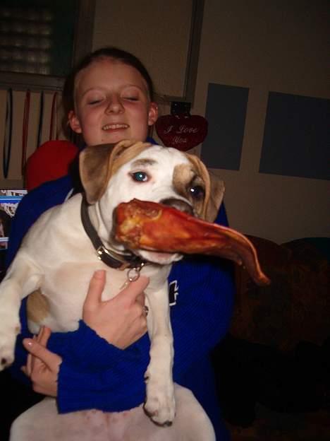 Amerikansk staffordshire terrier zindie - det er min mor slip slip billede 7