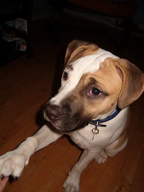 Amerikansk staffordshire terrier zindie - er jeg ikke søød billede 8