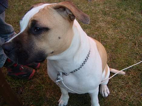 Amerikansk staffordshire terrier zindie - det var ikke mig billede 9