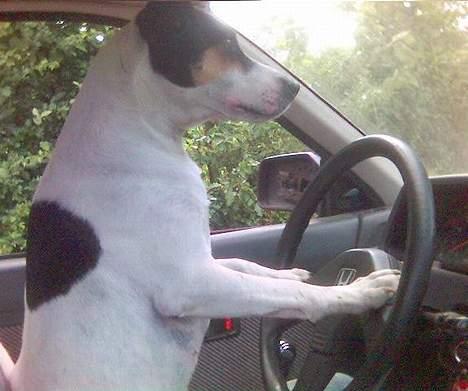 Dansk svensk gaardhund Sussie - sussie hun er lige ved at hente far fra skolen billede 1