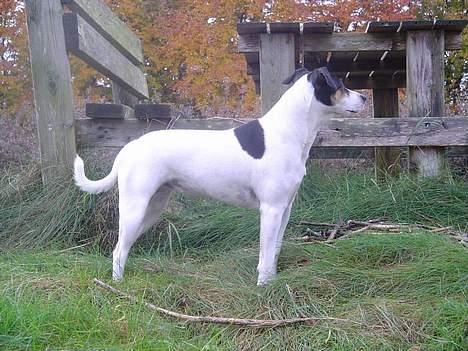 Dansk svensk gaardhund Sussie - sussie kigger om der er nogen MISSER billede 2