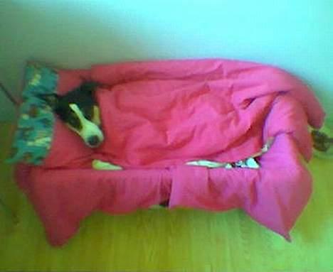 Dansk svensk gaardhund Sussie - Sussie... ja det kan i se billede 3