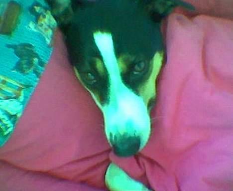 Dansk svensk gaardhund Sussie - en til af den lile billede 4