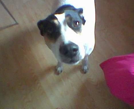 Dansk svensk gaardhund Sussie - =) billede 5