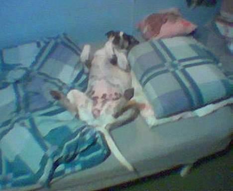 Dansk svensk gaardhund Sussie - se lige smuk mave billede 6