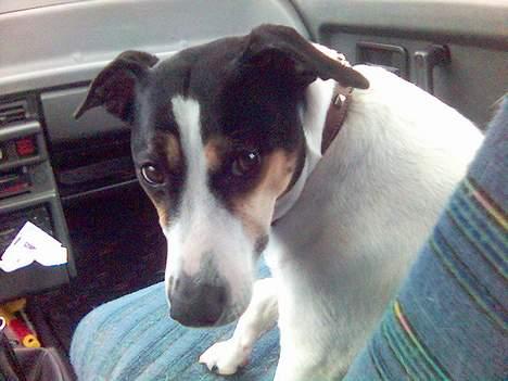 Dansk svensk gaardhund Sussie - så det mor der kører istedet for. billede 7