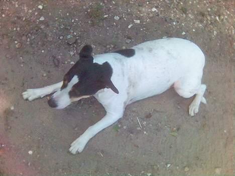 Dansk svensk gaardhund Sussie - far har lige trillet sussie i jordet billede 8