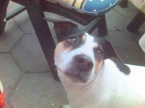 Dansk svensk gaardhund Sussie - der er kød billede 9