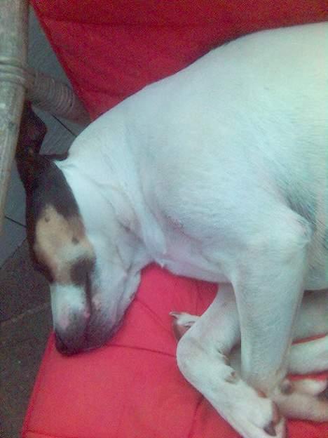 Dansk svensk gaardhund Sussie - =) hun er ikke tyk.... hjalpefedt ;) he billede 10