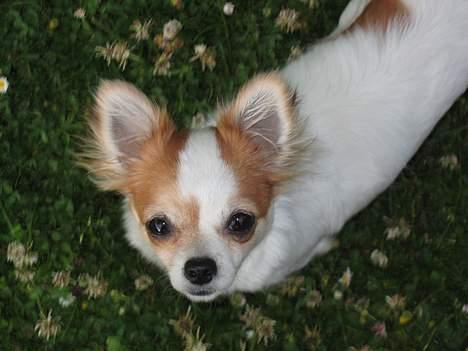 Chihuahua Fendi - Fendi elsker at være i centrum, og har siden fødslen været en linselus... billede 1