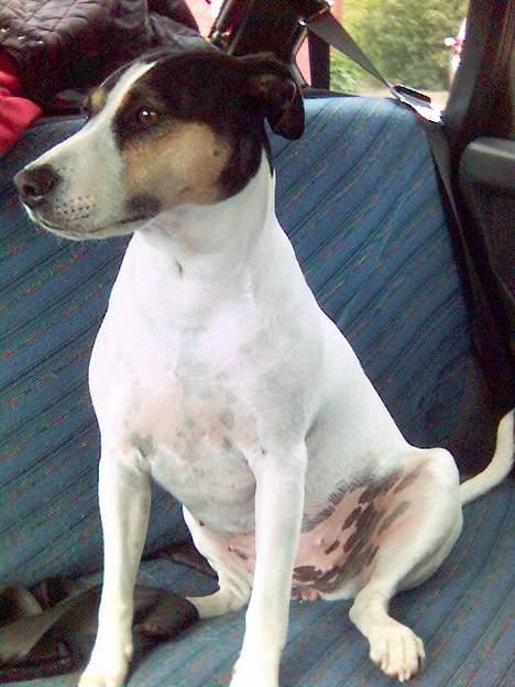 Dansk svensk gaardhund Sussie - hun kigger lige om der er en MIS billede 11