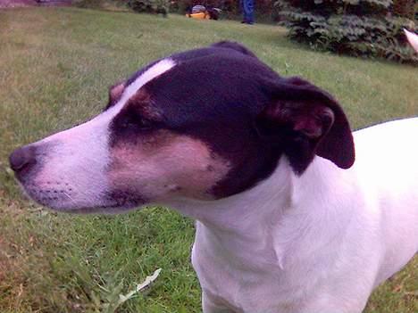 Dansk svensk gaardhund Sussie - et til billede 12