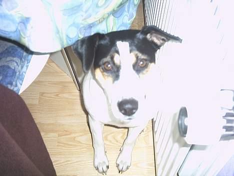 Dansk svensk gaardhund Sussie - smil til blitzen..... billede 14