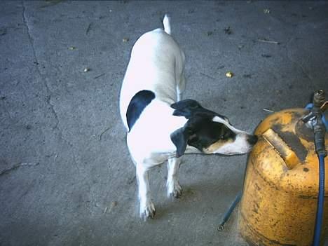 Dansk svensk gaardhund Sussie - landgas er kvalitet billede 15