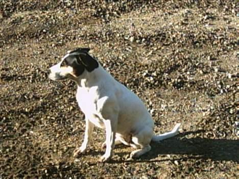 Dansk svensk gaardhund Sussie - sidder i aftensolen billede 16