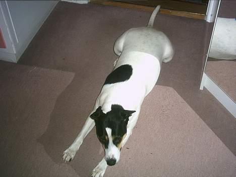 Dansk svensk gaardhund Sussie - et til billede 17