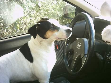 Dansk svensk gaardhund Sussie - hun er ved at starte bilen billede 18