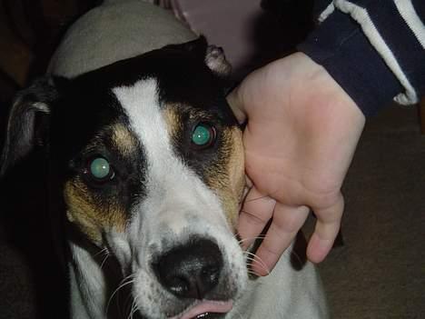 Dansk svensk gaardhund Sussie - haloween billede 19