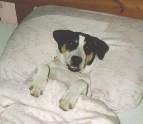 Dansk svensk gaardhund Sussie - det er bare klasse... både for hunden og far billede 20