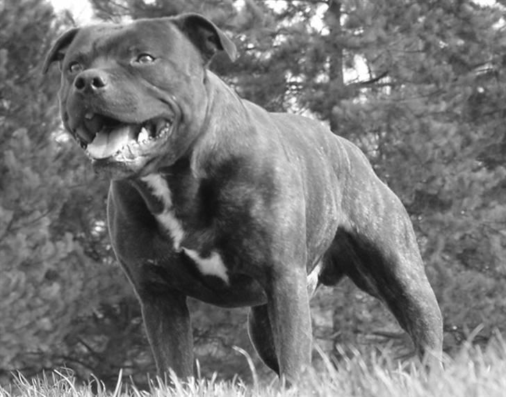 Staffordshire bull terrier !ANDERS´ EIGIL -  D.17/4-06´ billede 1