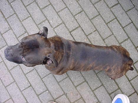 Staffordshire bull terrier !ANDERS´ EIGIL - D.27/3 billede 2