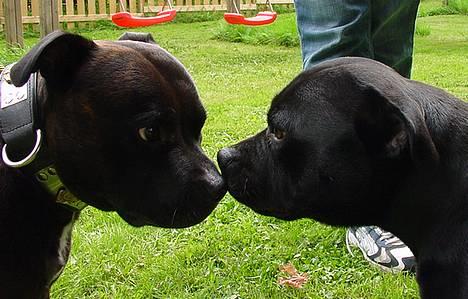 Staffordshire bull terrier !ANDERS´ EIGIL - Eigil og hans mor Shady billede 3