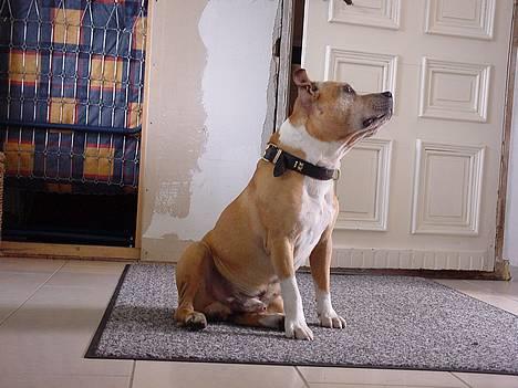 Staffordshire bull terrier !ANDERS´ EIGIL - Eigil´s Farfar. En 11 år gammel SBT and still going strong !!! billede 4