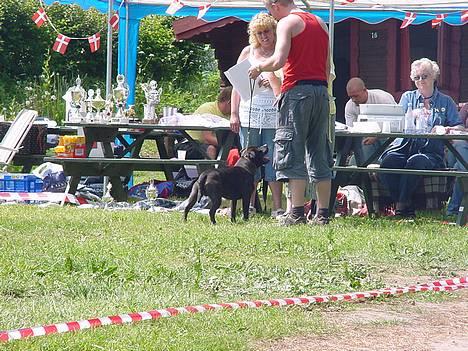 Staffordshire bull terrier !ANDERS´ EIGIL - D.10/6-06  Fyn skue billede 5