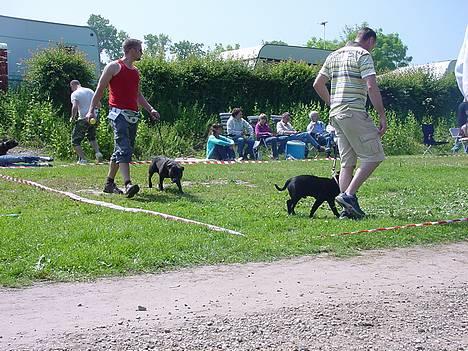 Staffordshire bull terrier !ANDERS´ EIGIL -  D.10/6-06 billede 6