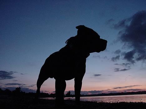 Staffordshire bull terrier !ANDERS´ EIGIL - D.23/8. billede 7