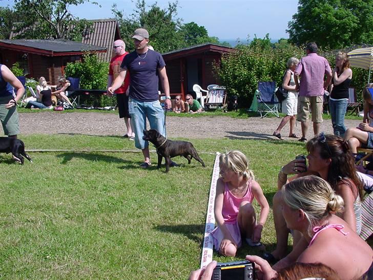 Staffordshire bull terrier !ANDERS´ EIGIL - Fyn skue 2007 billede 8
