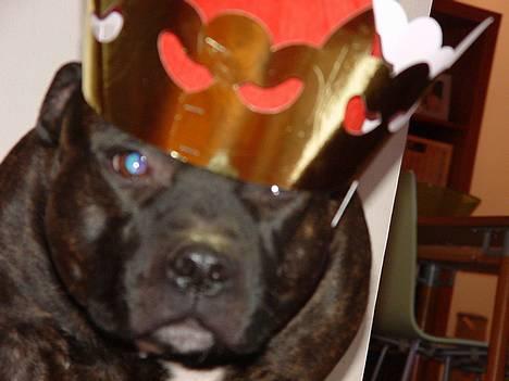 Staffordshire bull terrier !ANDERS´ EIGIL - Kong Eigil billede 9