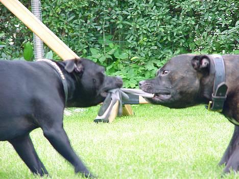 Staffordshire bull terrier !ANDERS´ EIGIL - Eigil & Aya (Staff-Only)  billede 10