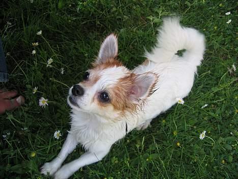 Chihuahua Fendi - Fendi har netop leget med havespringleren... billede 2