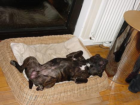 Staffordshire bull terrier !ANDERS´ EIGIL - Eigil tager en slapper !!! billede 11