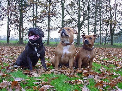 Staffordshire bull terrier !ANDERS´ EIGIL - Eigil, Cocio, Mocca billede 12