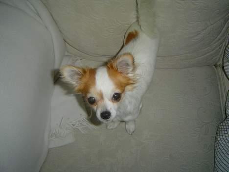 Chihuahua Fendi - Fendi i sofaen. billede 3