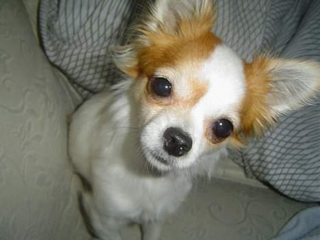 Chihuahua Fendi - ...en meget opmærksom hund. billede 4