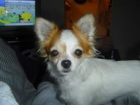 Chihuahua Fendi - "Moar" - Du afbryder midt i Simpsons billede 5